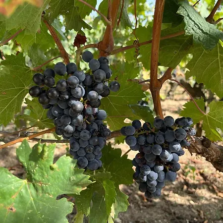 Lejlighed Les Logis Des Vignobles Emilion En Duplex N 2 Avec Terrasse